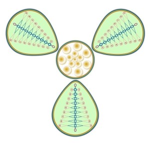 6t